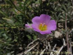 Image result for Portulacaceae