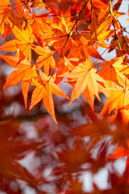 フリー画像素材 植物 葉っぱ カエデ モミジ 紅葉 黄葉 秋 Id 201412011200 葉っぱ モミジ フリー画像