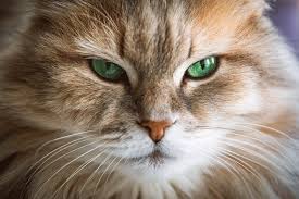 Typically cats have green, yellow, or blue eyes in a variety of shades. 8 Types Of Cat Eye Colors And Their Rarity With Pictures Excitedcats