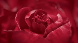 2196 rose hd wallpapers and background images. Beautiful Rose Wallpaper Stock Video Footage 4k And Hd Video Clips Shutterstock