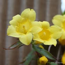 We did not find results for: Vines For Growing In Houston Choosing The Right Vine For Your Garden