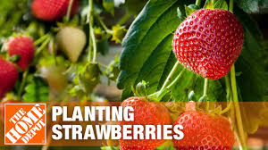 The time for this process with june bearing fruit is about three months, at which time you should have strawberries. How To Grow Strawberries The Home Depot