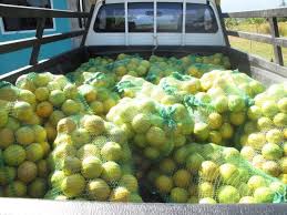 Learn how to protect your young fruit trees from the sun. How To Choose The Best Shade System For Your Coffee Farm Perfect Daily Grind