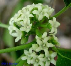 Image result for Marsdenia