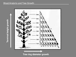 Ppt Wood Anatomy And Tree Growth Powerpoint Presentation Free Download Id 5554085