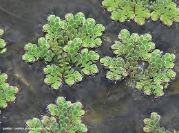 Image result for Azolla filiculoides