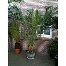 The largest populations of wild palms are found on la gomera. Phoenix Canariensis Canary Date Palm Palma Verde Exoten V O F