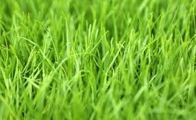 Pengadaan rumput dapat anda dapatkan dengan cara memebelinya berupa benih, bibit per akar. 10 Jenis Rumput Taman Untuk Halaman Rumah Terpopuler