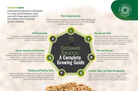 Later, sesame cultivation was carried out by farmers from. Sesame Seeds A Complete Growing Guide Mtfc Meet The Farmers Conference Nov 2019 Dubai Uae