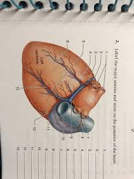 Indicate the pathway of blood leaving the left ventricle of the heart going to the rt little finger and the pathway back to the heart by listing the names of the. 2 Label The Major Arteries And Veins On The Chegg Com