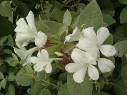 Image result for Barleria albostellata