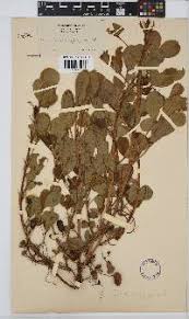 Image result for Platycoryne buchananiana