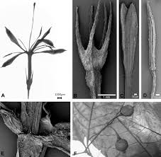 Image result for Tarenna leonardii