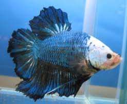 Penyakit Umum pada Ikan Cupang