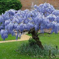 Blue Chinese Wisteria Tree Wisteria Tree Purple Wisteria Flowering Trees