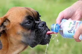 Resultado de imagen de golpe de calor en perros