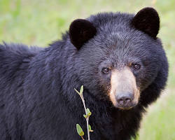 Urso-negro