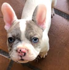 French bulldogs have erect bat ears and a charming, playful disposition. French Bulldogs For Sale In Texas Wild Blue French Bulldogs