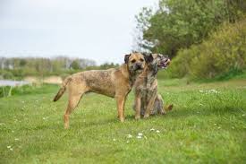 Image result for border teriér