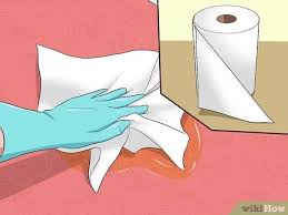 Kedi Idrari Kokusu Nasil Giderilir Resimlerle Wikihow