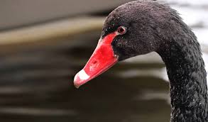 Résultat de recherche d'images pour "black swan animal"