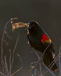 Black Bird With Red And Yellow Wing Tips 