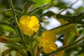 Image result for Pedaliaceae