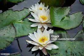 Image result for Nymphaeaceae