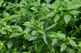 Image result for Synedrella nodiflora