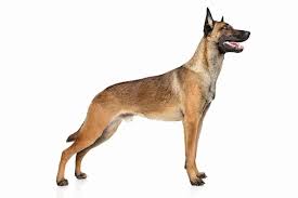 Domesticated malinois enjoy agility, schutzhund, tracking, and obedience training. Malinois Rasseportrait Geschichte Charakter Haltung