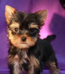 77 Female Dog Names That Start With T Dog Names Female Dog Names Dogs
