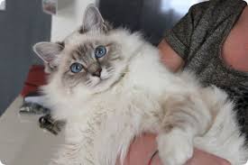 Epingle Par Francine Jacques5151 Sur Chat Chat Sacre De Birmanie Chats Et Chatons Sacre De Birmanie