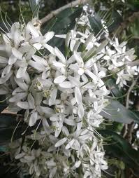 Image result for Pavetta revoluta