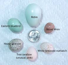 Blue Identification Birds Of Colorado Pin By Cindy Martin On It S For The Birds Bird Eggs Identifying Birds Identify Bird Eggs