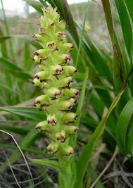 Image result for Corycium