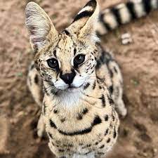 Learn how awf protects the serval cat from becoming endangered. Zoological Wildlife Foundation Zwf Miami Serval Zoological Wildlife Foundation Zwf Miami