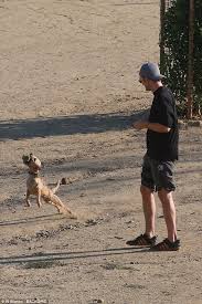 Cute Man 3 Robert Pattinson Adorably Plays Fetch With Dog Source From Daily Mail And Just Jared Robert Pattinson Robert Pattinson Twilight King Robert