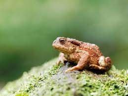 Toads In The Garden How To Attract Toads Gardening Know How