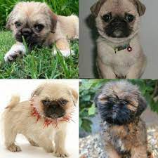 Pin On Pets Are Family Too