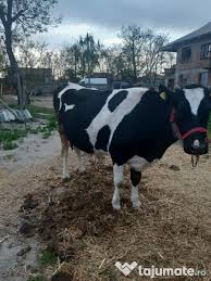 Vând vaci rasa bălțata romaneasca și juninci. Vand Juninci Si Vaci Gestante Adroi Zoo