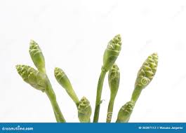 Image result for Asparagus petersianus