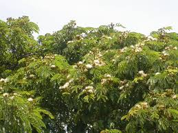 Image result for Albizia schimperiana