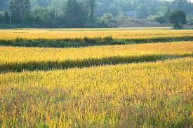 Pemandangan sawah padi di kampung pemandanganoce sumber pemandanganoce.blogspot.com. Sawah Padi Selatan Gambar Unduh Gratis Imej 501299961 Format Jpg My Lovepik Com