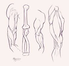 The study of human anatomy, for artists, can be as simple and straightforward as learning about proportions and working from life, or as involved and complex as mastering an understanding of the skeletal, muscular, and surface structure of the human body. Arms Shoulders And Torso Anatomy Drawing Drill 94 5 Smirking Raven