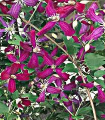 We did not find results for: Sweet Summer Love Clematis Photograph By Deborahlynne Meyer