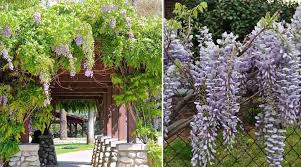 We have wisteria in several colors and quite frankly, i'm not giving mine up any time soon. Types Of Wisteria Plants Trees And Vines With Flower Pictures