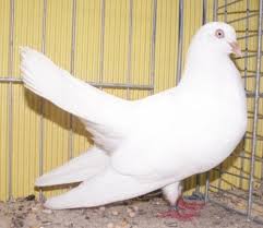 Oriental Roller Pigeons Satilik Guvercinler Ilan Sitesi