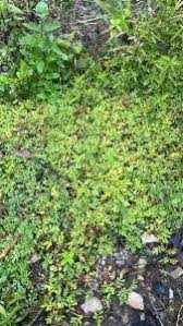 Image result for Indigofera circinella