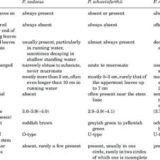 Image result for Potamogeton richardii