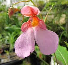 Image result for Impatiens gomphophylla